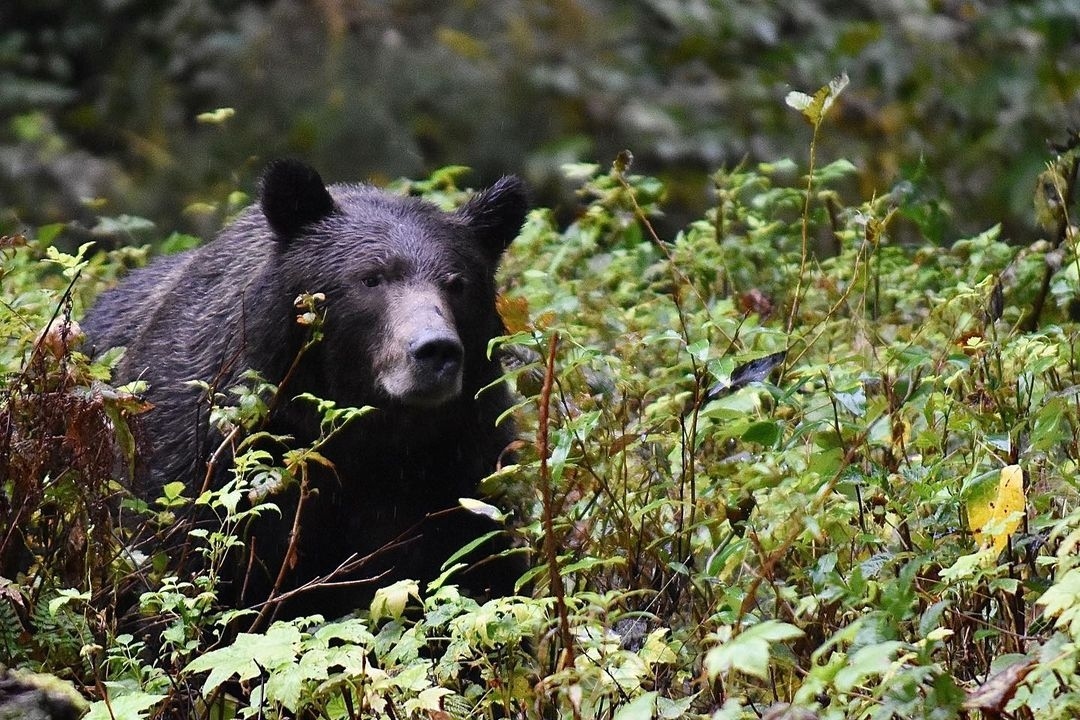 HomalcoTours's tweet photo. Grizzly bears and orcas, oh my! These two beauties make for one special day π
π· @cyppydoodle via Instagram
#homalcotours #discoverhomalco https://t.co/g1mcxzqDL5