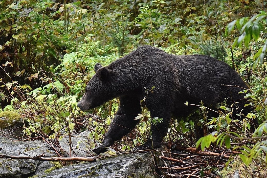 HomalcoTours's tweet photo. Grizzly bears and orcas, oh my! These two beauties make for one special day π
π· @cyppydoodle via Instagram
#homalcotours #discoverhomalco https://t.co/g1mcxzqDL5