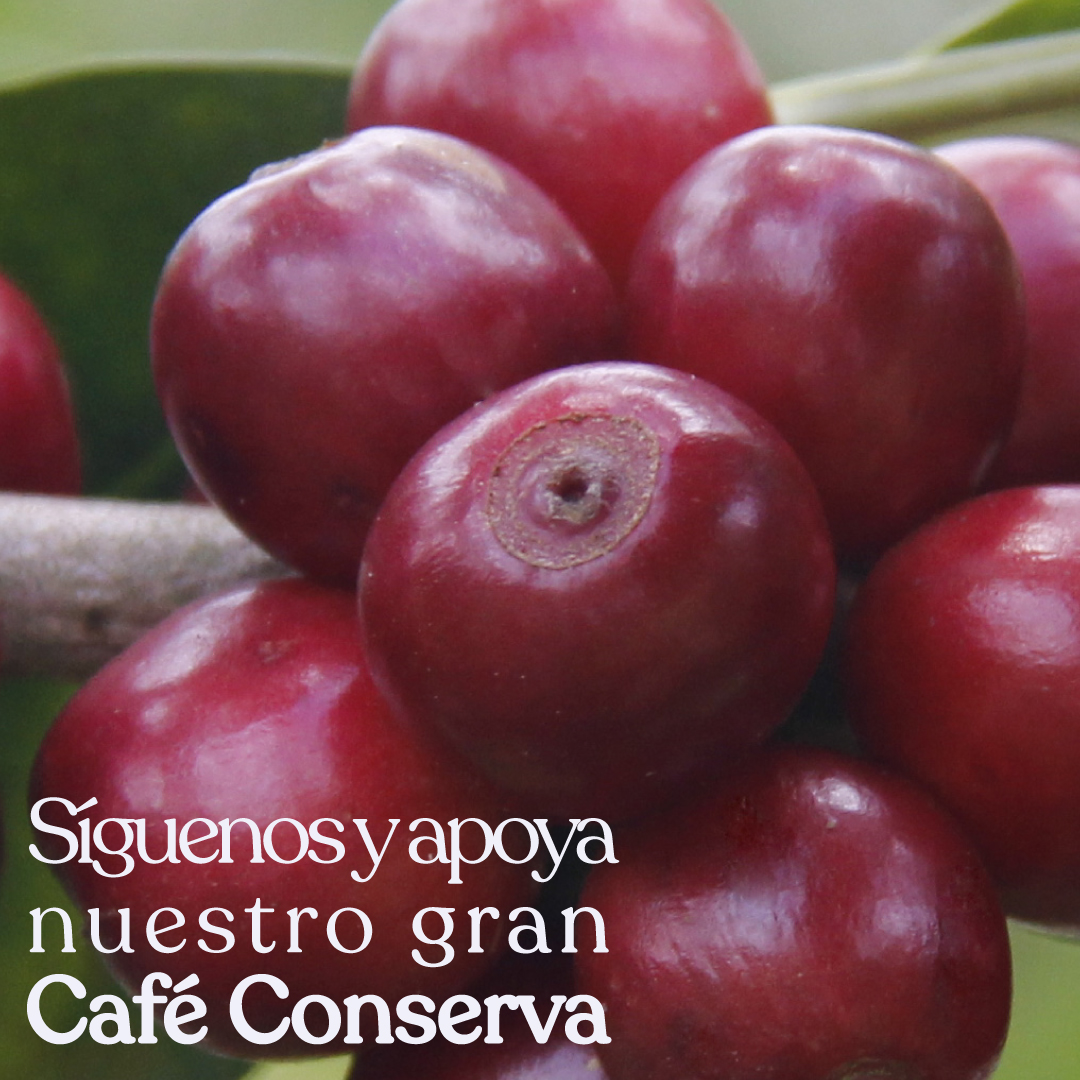Café Conserva tweet media