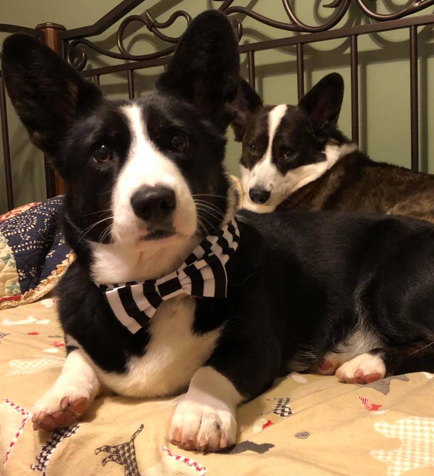 Corgi Every Hour (@corgieveryhour) on Twitter photo 