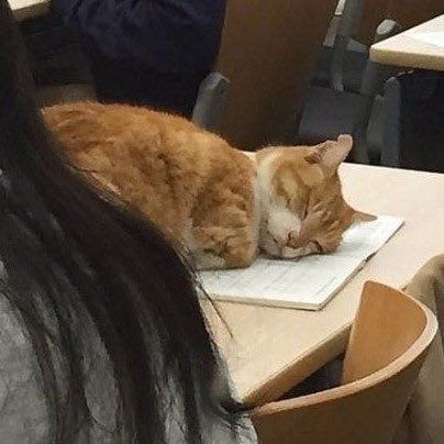 contextpets's tweet photo. Mood https://t.co/QtIOZHj9iR