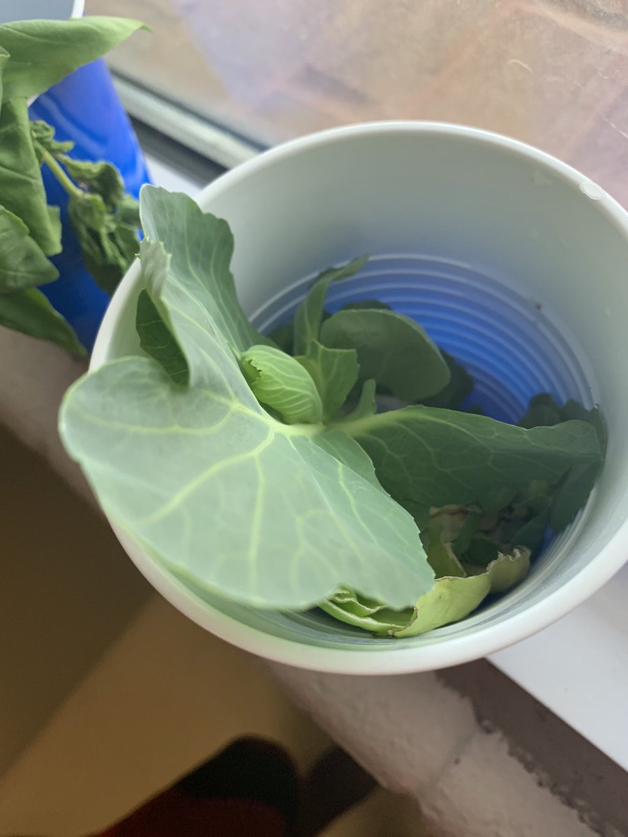 We’re rooting for you!! These 11s sure have been taking good care of their plant projects! Look at them grow🥕🍅🥬