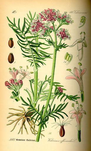 javierolisan's tweet photo. ¿Sabías qué? La Valeriana (Valeriana Officinalis) tiene actividad sedante e inductora del sueño, las propiedades sedantes y miorrelajantes de las raíces de valeriana han sido confirmadas por numerosos estudios farmacológicos y clínicos. https://t.co/iYRkZipqYD