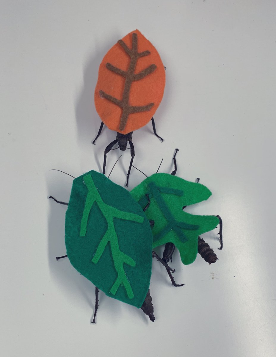 Our stick insects are trying on Halloween costumes for the insect zoo parade 🪳🕸🕷🐜🍁🍁