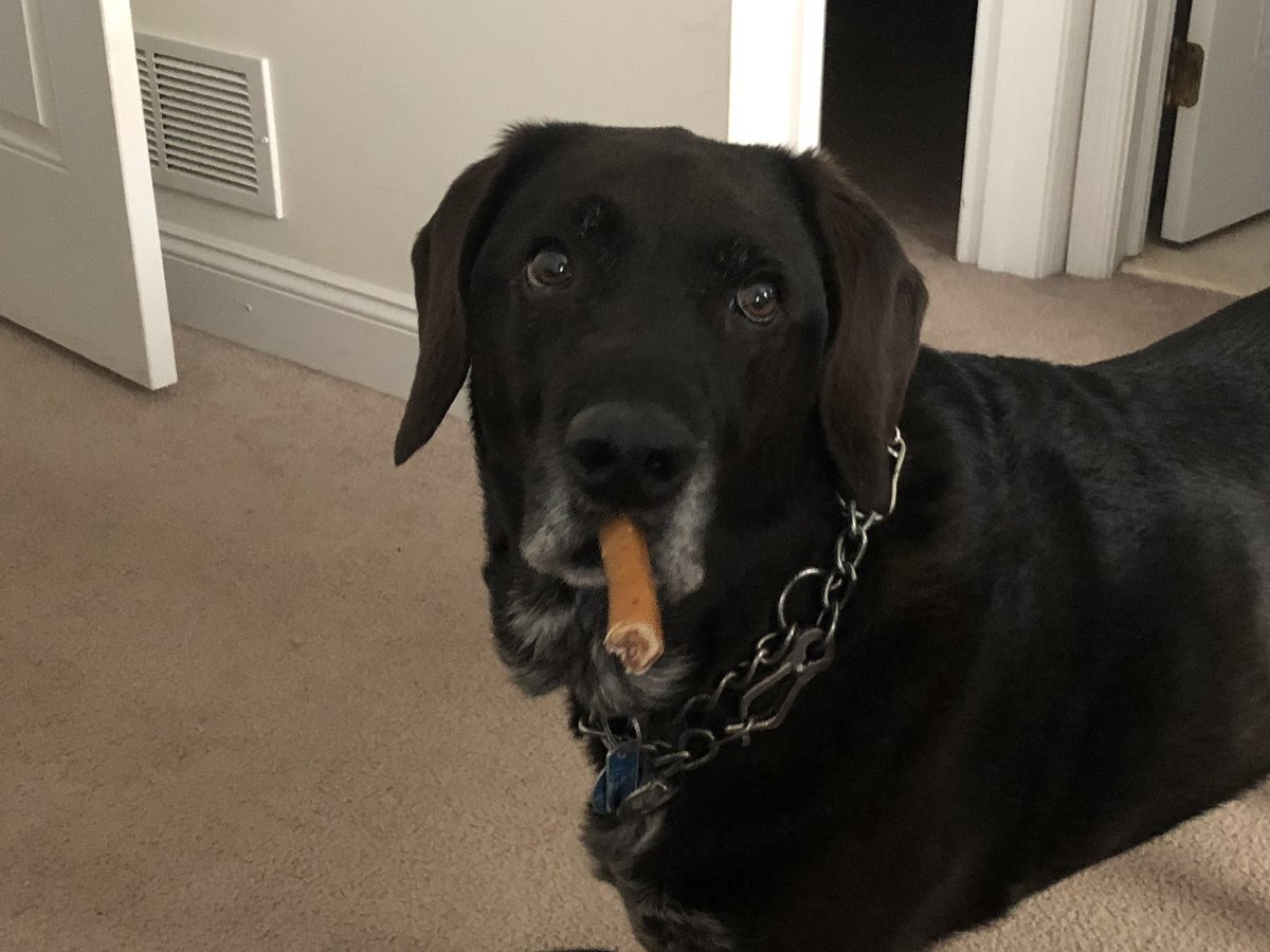 GHouser's tweet photo. tโs been two years, Eko. Somehow itโs passed in both a blink of an eye, and has dragged on. Iโm not sure how that happens, but it does.
We miss you buddy. Every day. Thank you for being such an unexpected, yet cherished part of our lives. #missyou #puppy #themethlab https://t.co/9F8up9eaA9