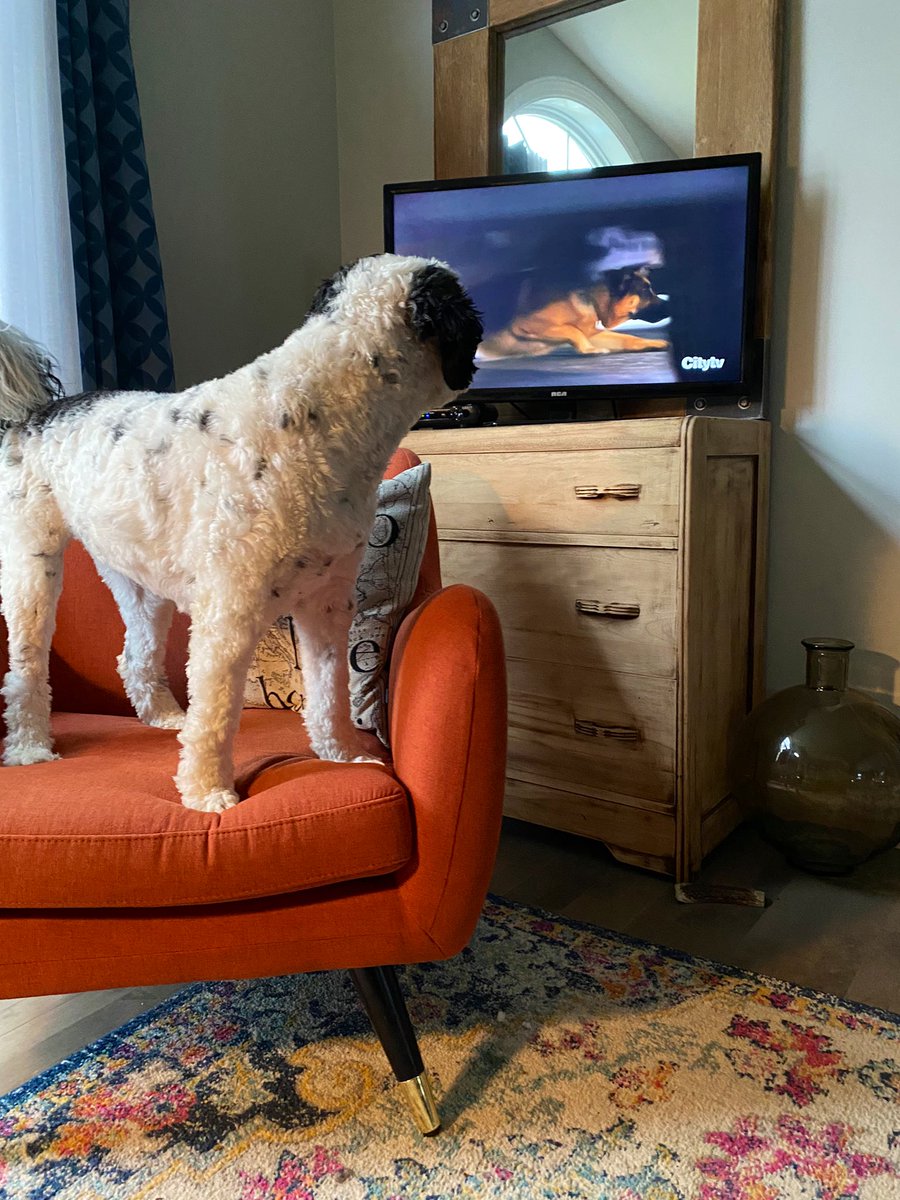 PSD_Stella's tweet photo. I couldn’t keep my eyes of Rex last week. Awesome tracking skills on last week’s episode of @hudsonandrex, I can’t wait to see what he is up to tonight! #ICrushRex #TeamRex #TeamStella
🐾Stella https://t.co/G2I0VZpnar