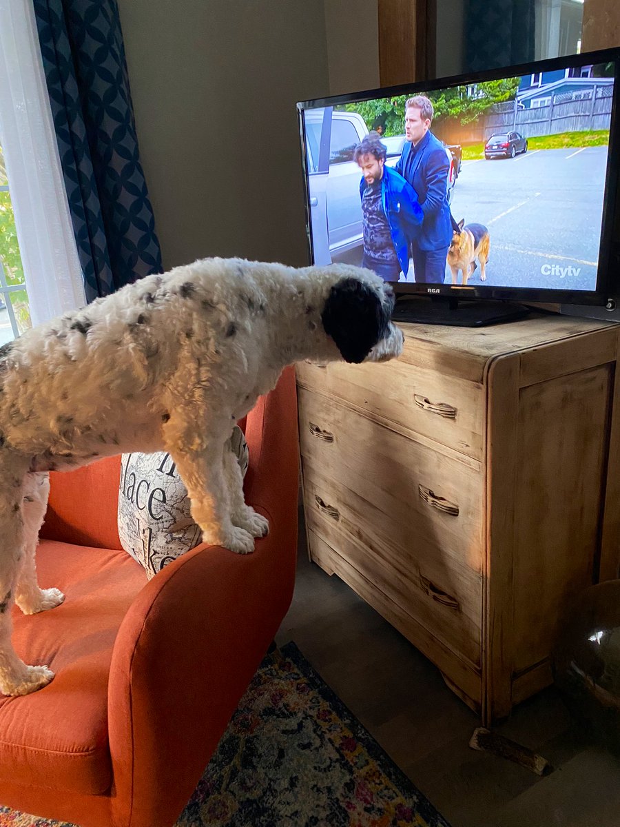 PSD_Stella's tweet photo. I couldn’t keep my eyes of Rex last week. Awesome tracking skills on last week’s episode of @hudsonandrex, I can’t wait to see what he is up to tonight! #ICrushRex #TeamRex #TeamStella
🐾Stella https://t.co/G2I0VZpnar