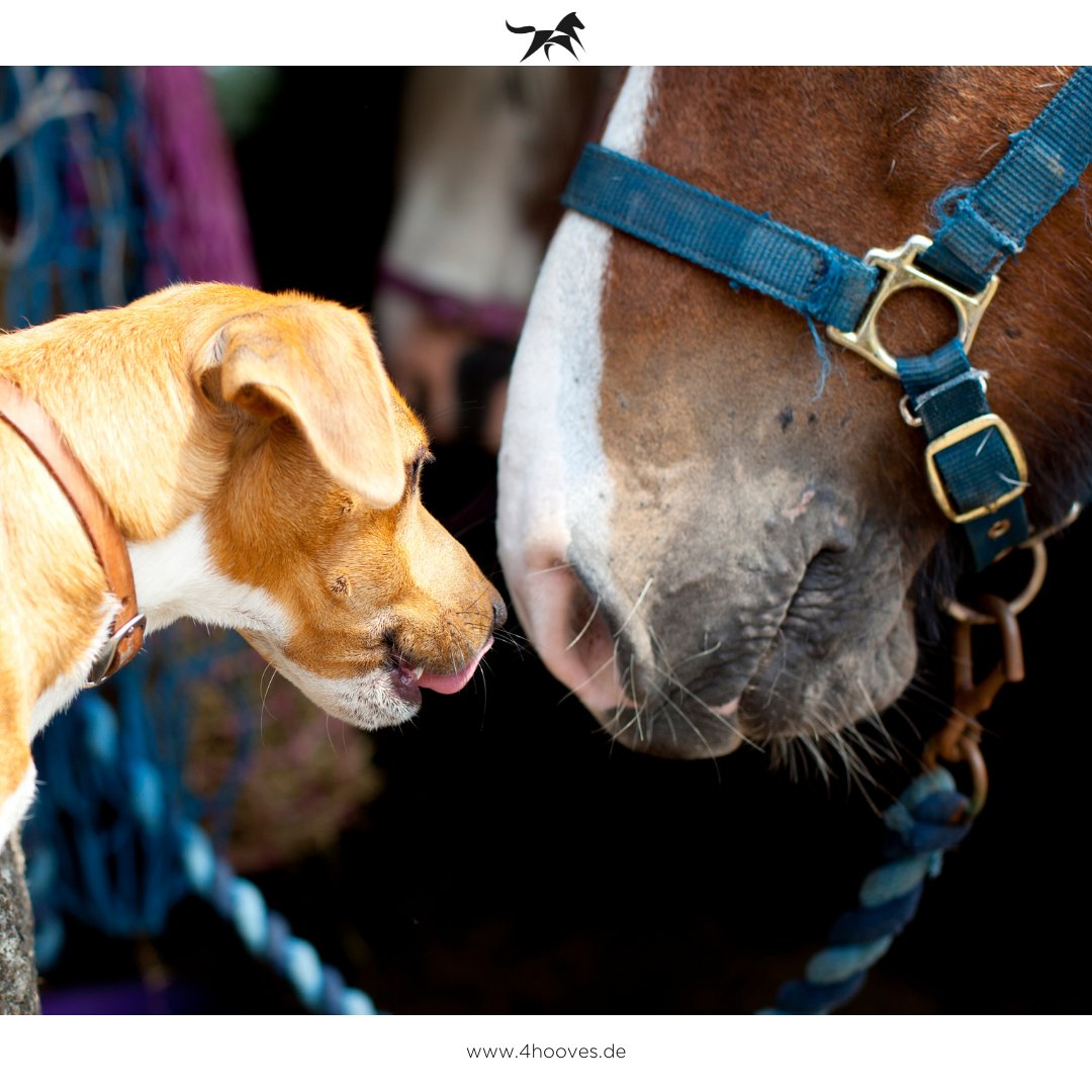 Does your horse have a best friend?
Comment their photo and names, and we'll repost the cutest ones ❤
____________________________________

#ad #friendson4hooves  #equestrian #marketplace #shop4hooves #friendsfurever