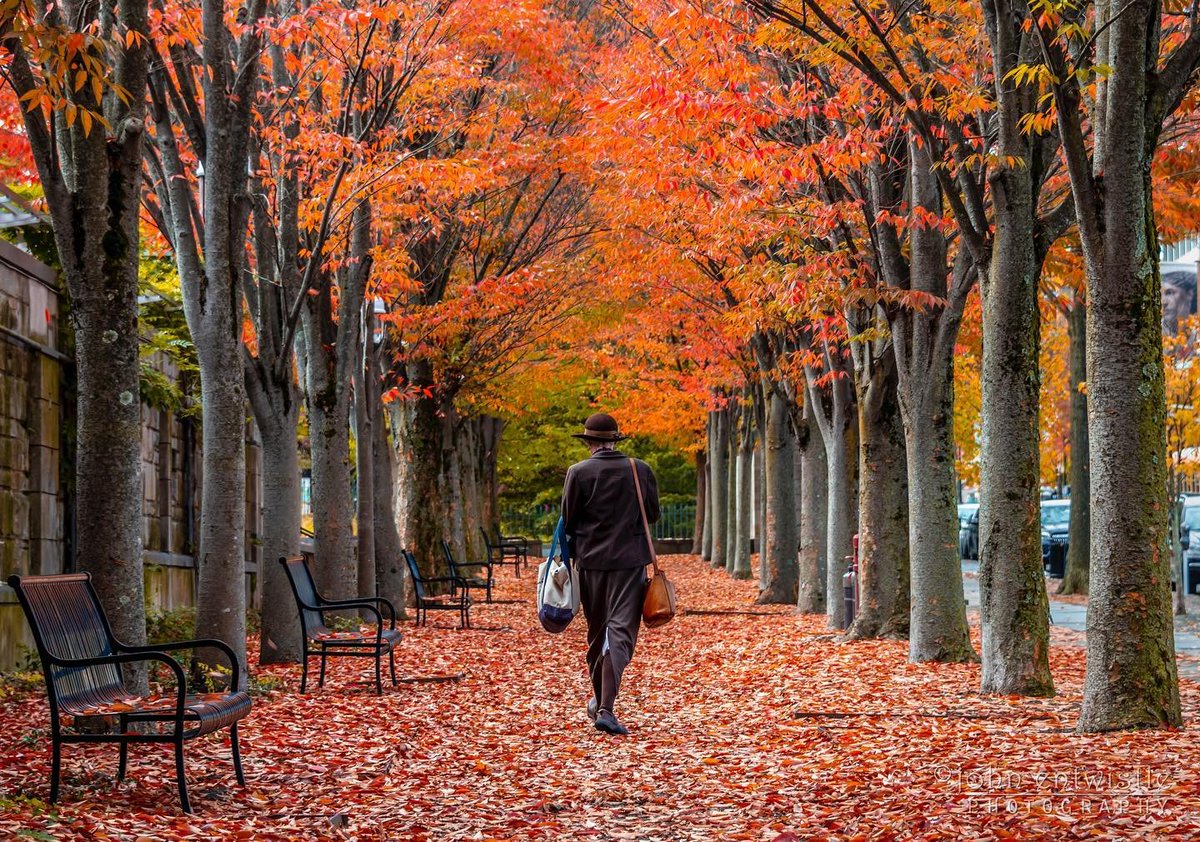 Visit_NJ's tweet photo. Walking in an autumn wonderland...
📍 Princeton, New Jersey
.
.
.
📷: @johnentwistle_photography (via Instagram)
#VisitNJ #NewJersey #Princeton #FallFoliage #PrincetonNJ #PU #PrincetonUniversity #AutumnInNJ #ThisIsNJ https://t.co/kJKSEVpEG1