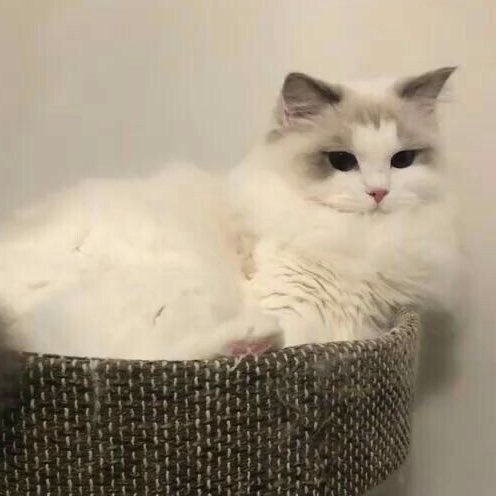 venusevenin's tweet photo. 𝚙𝚕𝚜 𝚛𝚝 ♡︎

𝚏𝚒𝚏𝚝𝚎𝚎𝚗 - ยิ่งเหมือนนานวันหัวใจก็ยิ่งสั่นสั่น

🐈‍⬛ : https://t.co/bVUqcHsgwO

#พระจันทร์เหนือน้ำ

#forHQfiction #kuroken #คุโระเคน #ฟิคไฮคิว https://t.co/KPqysNdXh8
