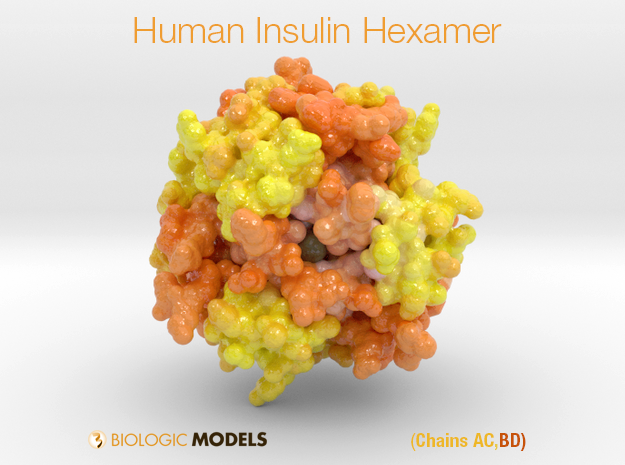 BiologicModels's tweet photo. Do you sometimes forget to take #insulin before meals? I know I have. Use one of our #3DPrinted #biologicmodels of #Insulin as a desktop reminder to take your #diabetes medication. @caseysteffen https://t.co/5nww7lCnJK https://t.co/Xv1LLTOd4k