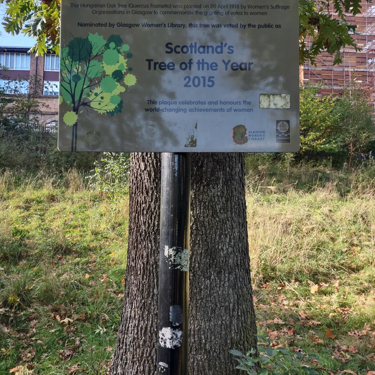 AaronGronstal's tweet photo. Day 2 of the #MakingStatues challenge for the @scotstoryfest #SISFartchallenge. Photograph your favorite statue. The Suffragette Oak. Not traditional, but it has a plaque so we'll call it a natural statue. https://t.co/ptdv4mHiOM