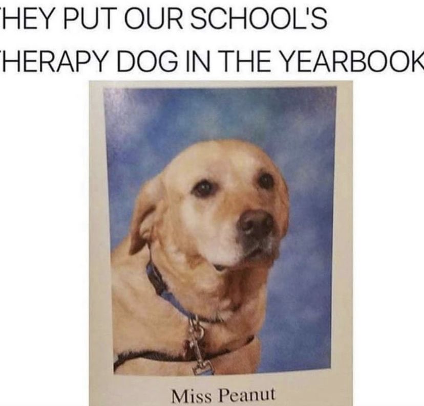 WholesomeMemes tweet media