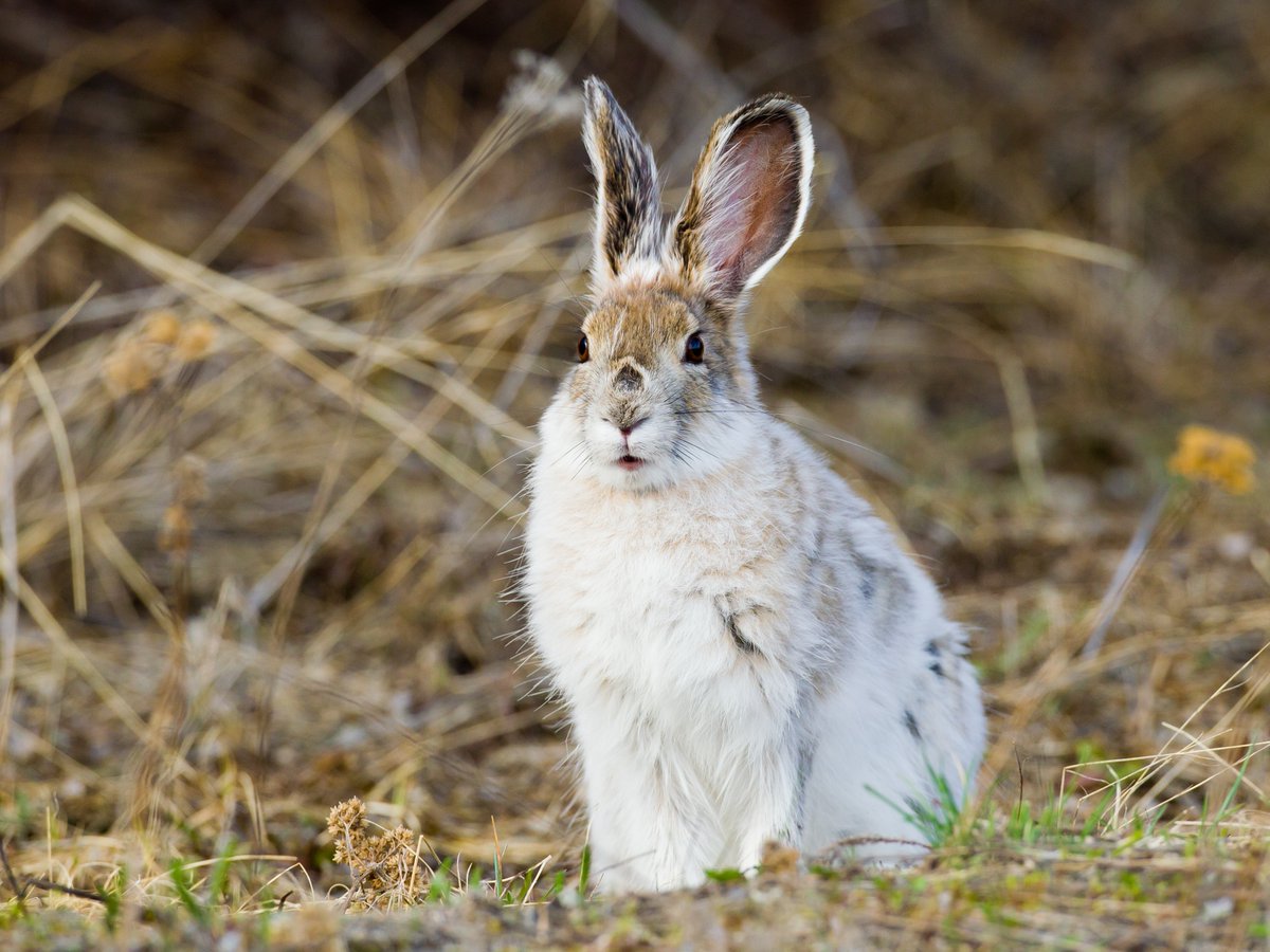 ABMINatureLynx's tweet photo. Our 4th annual #citizenscience "hare hunt" is back! Starting tomorrow, upload your sightings of wild hare to NatureLynx to help monitor seasonal colour-change! 

Join the mission here: https://t.co/LJzGAOtGoO

#citscialberta #climatechange #handsonalberta https://t.co/KzDozVC6CH