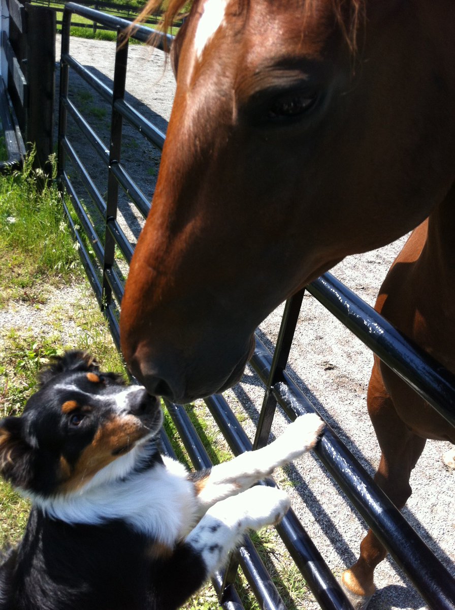 <a href="/4Hooves_de/">4Hooves</a> Bodhi and Chance!