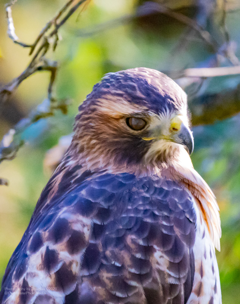 DarkWaterPhotos's tweet photo. A redtailed hawk looks back over it's shoulder, considering it's next meal.
#WildTO #CityOfTO #RedtailsTO #NaturePhotography #WalkTO #TORavines #Celebirdy #TorontoPhotoWalks #Wildlife #CityRaptors #StopThe413 #CanGeoBirds #HighPark #NatureInTheCity
https://t.co/R5PMOspsUo https://t.co/fn9UbNQS2v