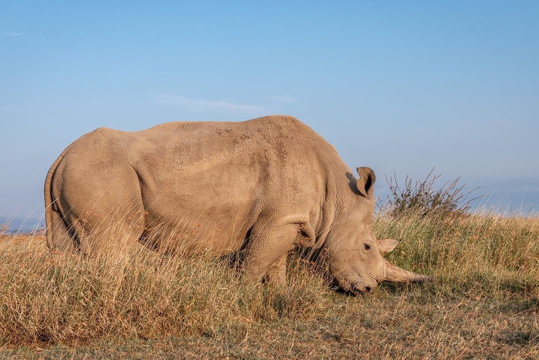 NORTHERN WHITE RHINO: News today from our partners at @OlPejeta that Najin, the elder of the last two #NorthernWhiteRhinos will be retired as a donor of egg cells. Read the full statement on our Facebook or Instagram page.
📷@RioWildPhotos 
#RhinoConservation #ConservationNews
