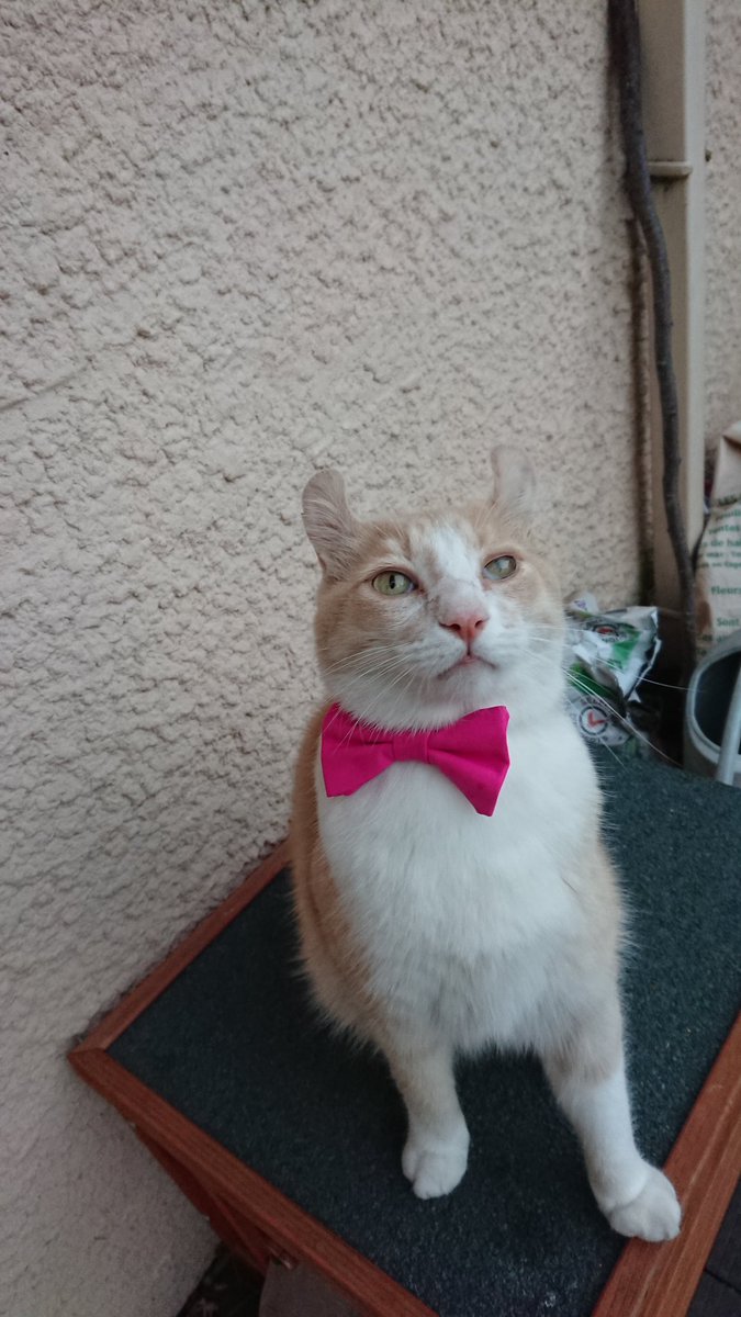 JeanBaptisteCat's tweet photo. 🚨🚨🚨ALERTE🚨🚨🚨
Je me suis enfui de la voiture des grands parents sur l'aire d'autoroute d'Achères-la-forêt (77) en direction de la province vers 13h00. À 16h, j'avais toujours pas pointé mon nez. Je suis pucé et j'ai une queue raccourcie. 
Petalert en cours de validation. https://t.co/xffrKnBUpk