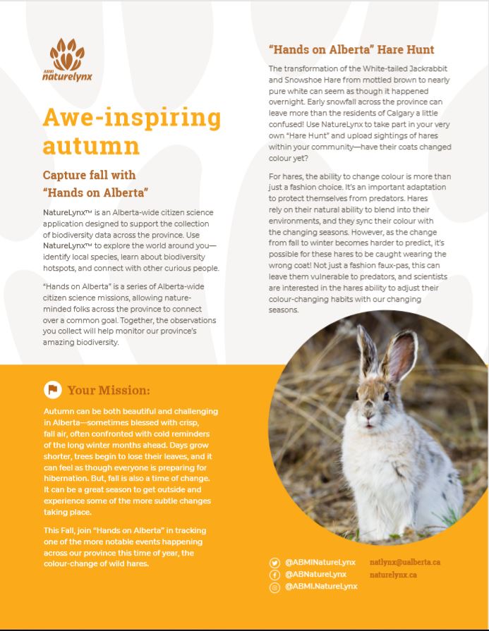 ABMINatureLynx's tweet photo. Our 4th annual #citizenscience "hare hunt" is back! Starting tomorrow, upload your sightings of wild hare to NatureLynx to help monitor seasonal colour-change! 

Join the mission here: https://t.co/LJzGAOtGoO

#citscialberta #climatechange #handsonalberta https://t.co/KzDozVC6CH