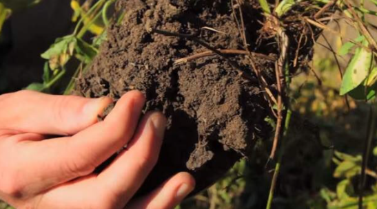 USDA_NRCS's tweet photo. "When you farm in ways that protect soil's microbial communities, good things happen." https://t.co/pntAGL2zRf #soilhealth https://t.co/twLNamuE7P