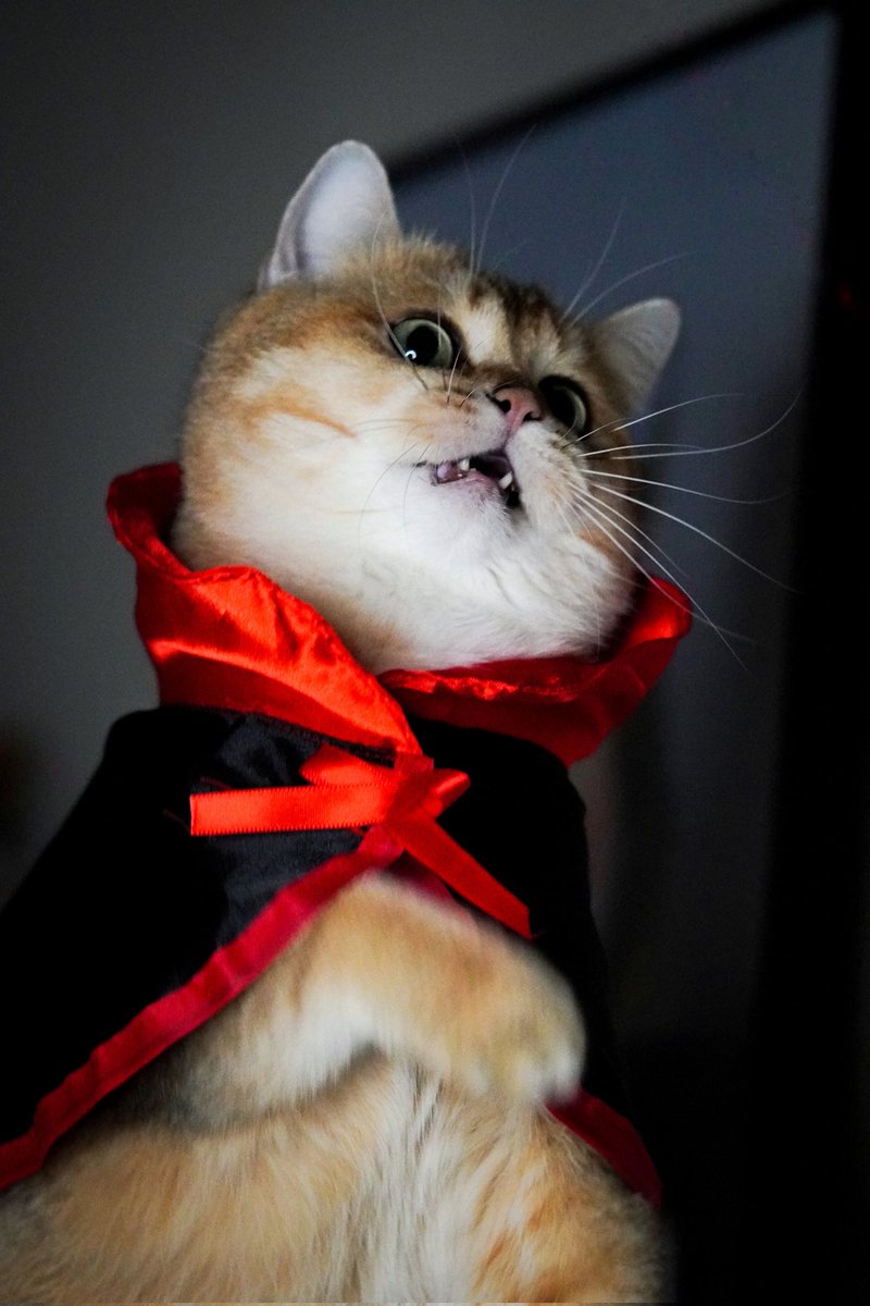 Pazutaki1's tweet photo. Im your vampire this Halloween 
https://t.co/osP2NuO536 https://t.co/mPFyY3xuBz