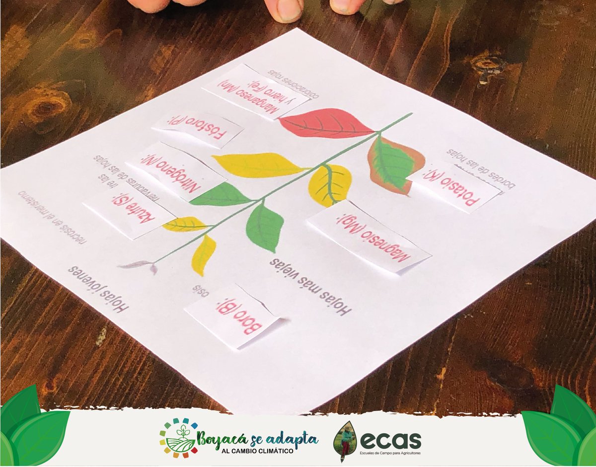 BoyacaSeAdaptaC's tweet photo. En el municipio de #Toca compartimos saberes con nuestros productores a cerca de Nutrición vegetal con el fin de tomar mejores decisiones en la fertilización, logrando una mejor calidad en sus cultivos, rentabilidad y rendimiento. https://t.co/fDRF1laHft