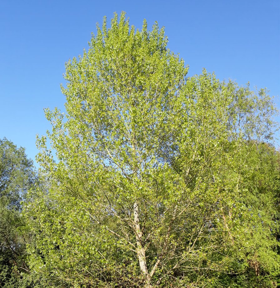 LBRUT's tweet photo. [NEWS] We have begun essential conservation works to protect native Black Poplar trees in the borough. There are only an estimated 7,000 remaining in the entire UK and our borough has one of the most important populations in the country. 

Full details: https://t.co/hfS1er8R1E https://t.co/26fCk1MlF4