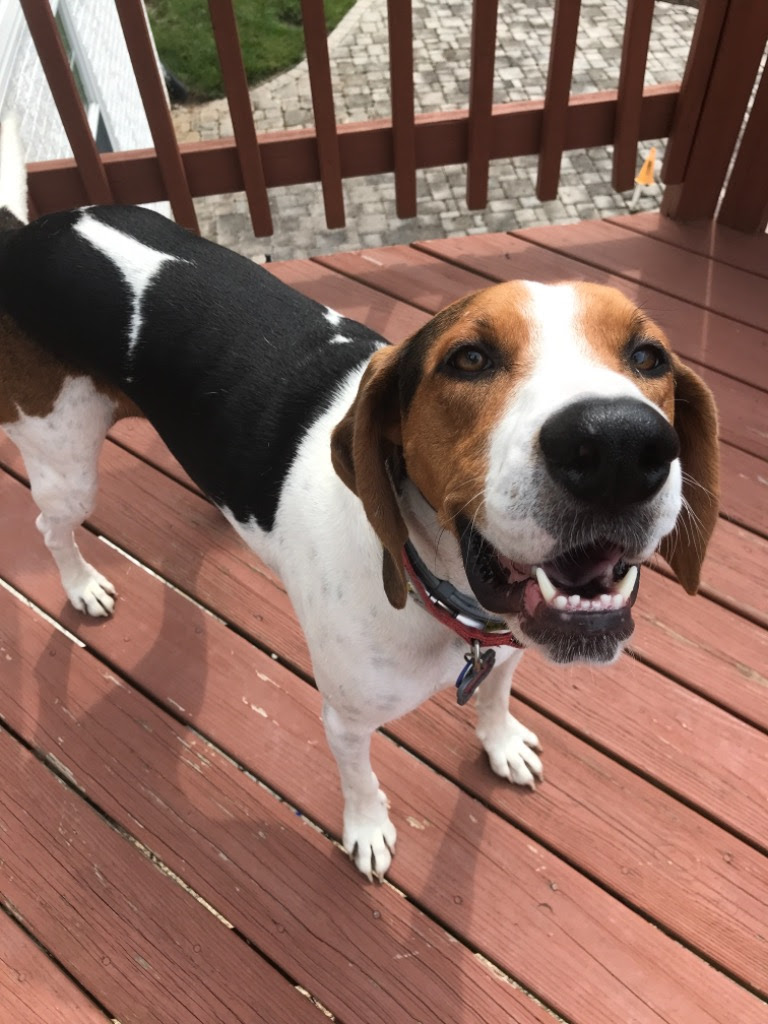 PetandHomeCare's tweet photo. Keep calm and bark on! ๐พ๐ถ
#petandhomecare #petcare #petsitting #doggydaycare #dog #Bethesda #BethesdaMD #visitfrederick #PotomacMD #Frederick #DowntownFrederick #dogsoffrederick #PawgressReport https://t.co/qWEUwLxmeM