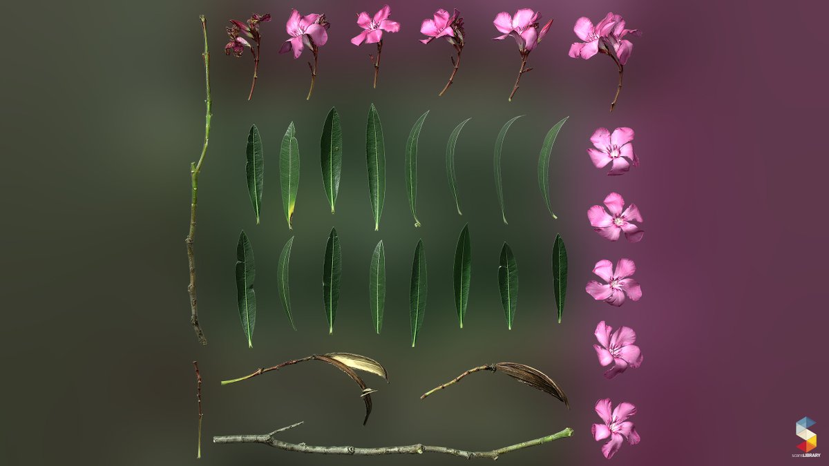 blackuncle_'s tweet photo. NEW / Nerium oleander
You can view all "Nerium Oleander" scans here:
https://t.co/5mbnXHwPqI
#gamedev #GameArt #scanslibrary #scandata #UE4 #UE5 #RTX #digitalart #cgi #3dmodeling #GameDeveloper #3datlas https://t.co/ctwwNiMEgj