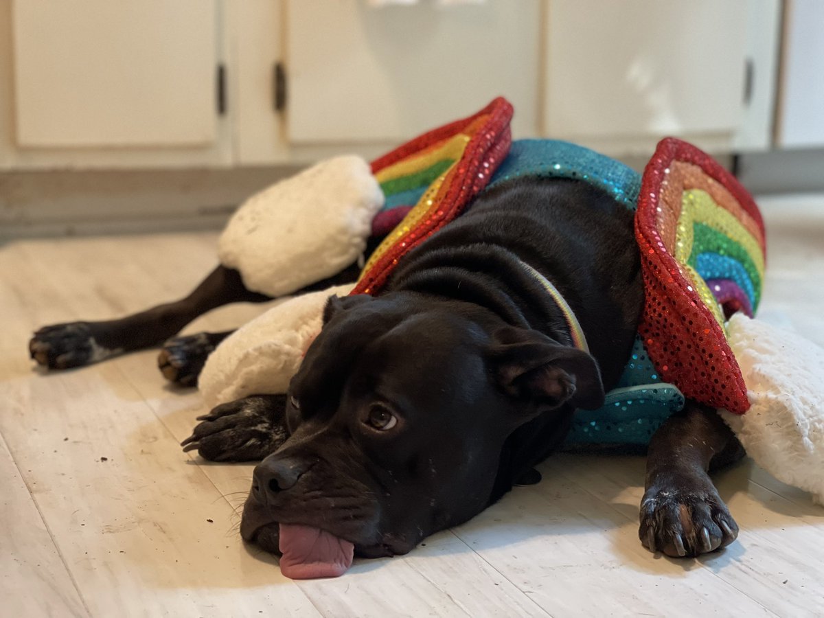 mlarraz20's tweet photo. @DrAmyMarschall This is Osa - her tongue doesn’t fit in her mouth https://t.co/VzB0Ej45JO