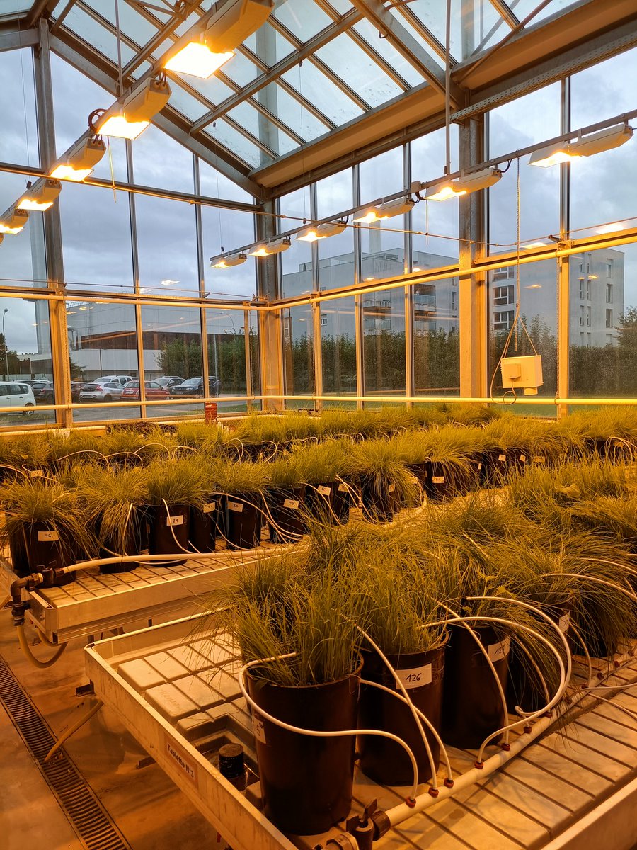 Our #REFLOW grass samples are growing very well at @UniLaSalle76 @Reflow_ESR07 @ETNReflow #PhosphorusRecovery #DairyProcessing #NutrientRecovery #Phosphorus #GHGsEmission #CircularEconomy