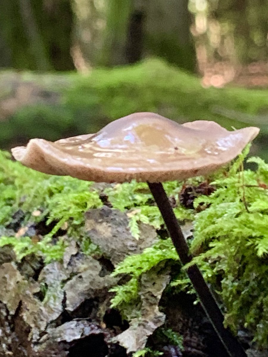 Lush rich #Sussex woodlands today where the sun was shining through the stipes of young Bonnets and reflecting off the wet caps of Garlic Parachutes