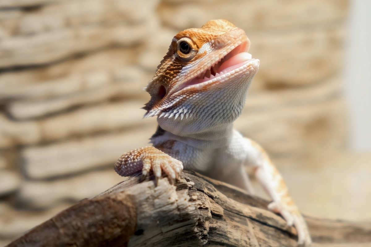 WOAH's tweet photo. It’s #ReptileAwarenessDay! Reptiles getting the healthcare they need is crucial to protect their wellbeing &amp; welfare. 🦎🐍🐢🐊 

What’s your favourite reptile?

⭕ Bearded dragons 
⭕ Snakes 
⭕ Geckos 
⭕ Tortoises 
⭕ Iguanas 
⭕ Alligators 

Let us know below! https://t.co/Vs5hFGpAJb