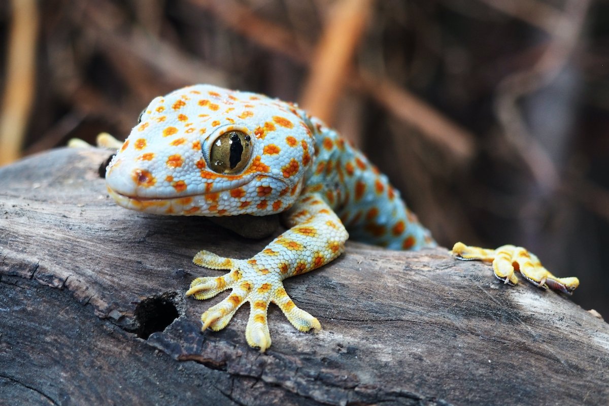 WOAH's tweet photo. It’s #ReptileAwarenessDay! Reptiles getting the healthcare they need is crucial to protect their wellbeing &amp; welfare. 🦎🐍🐢🐊 

What’s your favourite reptile?

⭕ Bearded dragons 
⭕ Snakes 
⭕ Geckos 
⭕ Tortoises 
⭕ Iguanas 
⭕ Alligators 

Let us know below! https://t.co/Vs5hFGpAJb