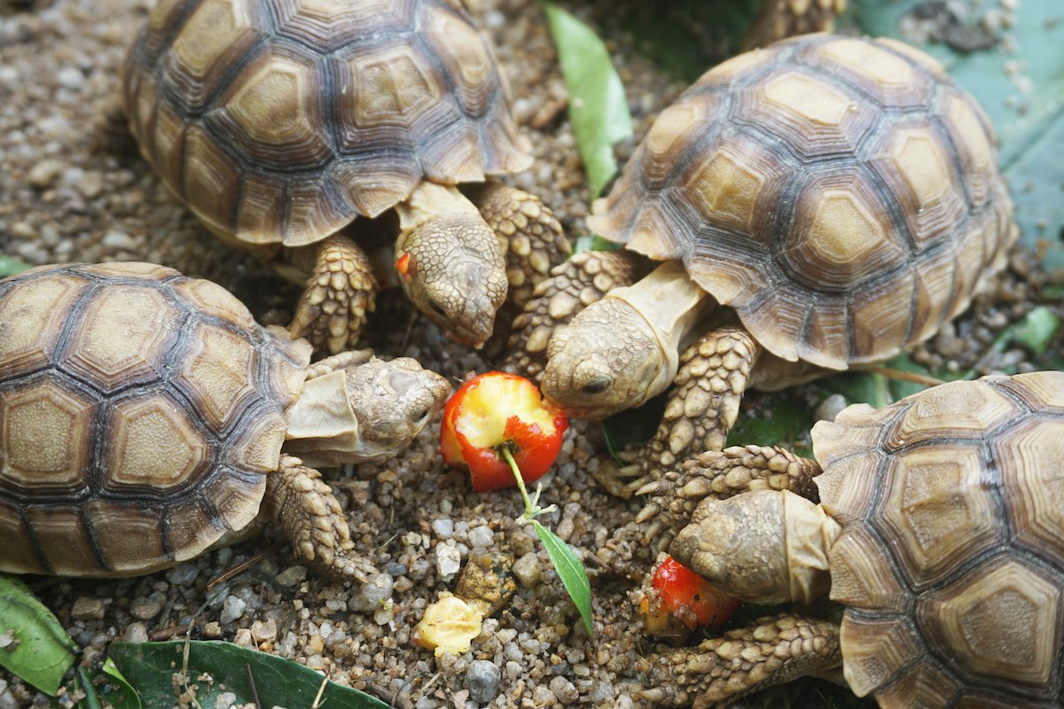 WOAH's tweet photo. It’s #ReptileAwarenessDay! Reptiles getting the healthcare they need is crucial to protect their wellbeing &amp; welfare. 🦎🐍🐢🐊 

What’s your favourite reptile?

⭕ Bearded dragons 
⭕ Snakes 
⭕ Geckos 
⭕ Tortoises 
⭕ Iguanas 
⭕ Alligators 

Let us know below! https://t.co/Vs5hFGpAJb