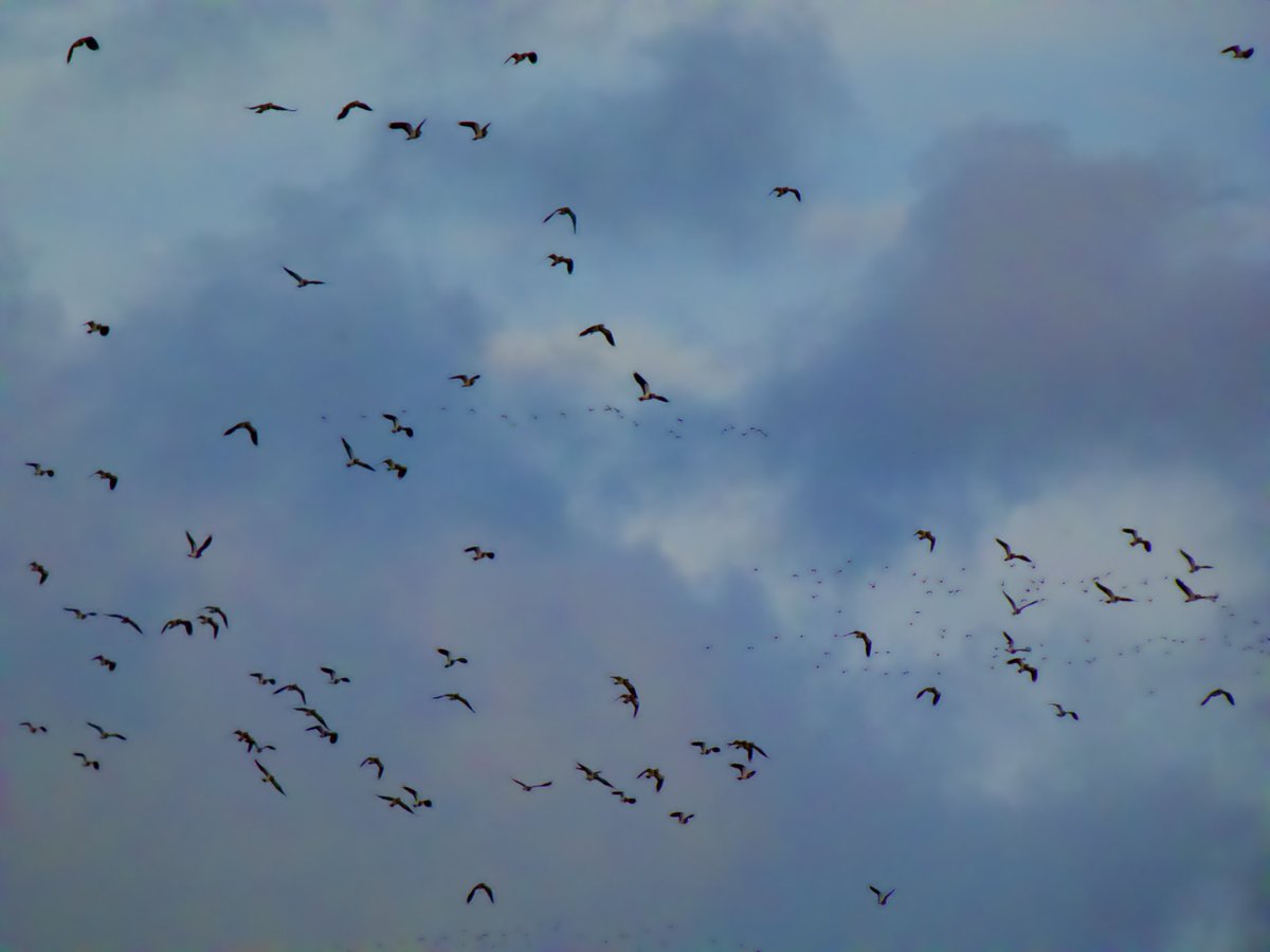 cirzh's tweet photo. I’ve never seen so many #Lapwings (also known as Peewit and flock is called a Deceit 😮) #RedConservationStatus #Plovers #TwitterNatureCommunity #BirdsSeenIn2021 #birds #birdwatching #birdwatchireland https://t.co/I5FKqAdinf