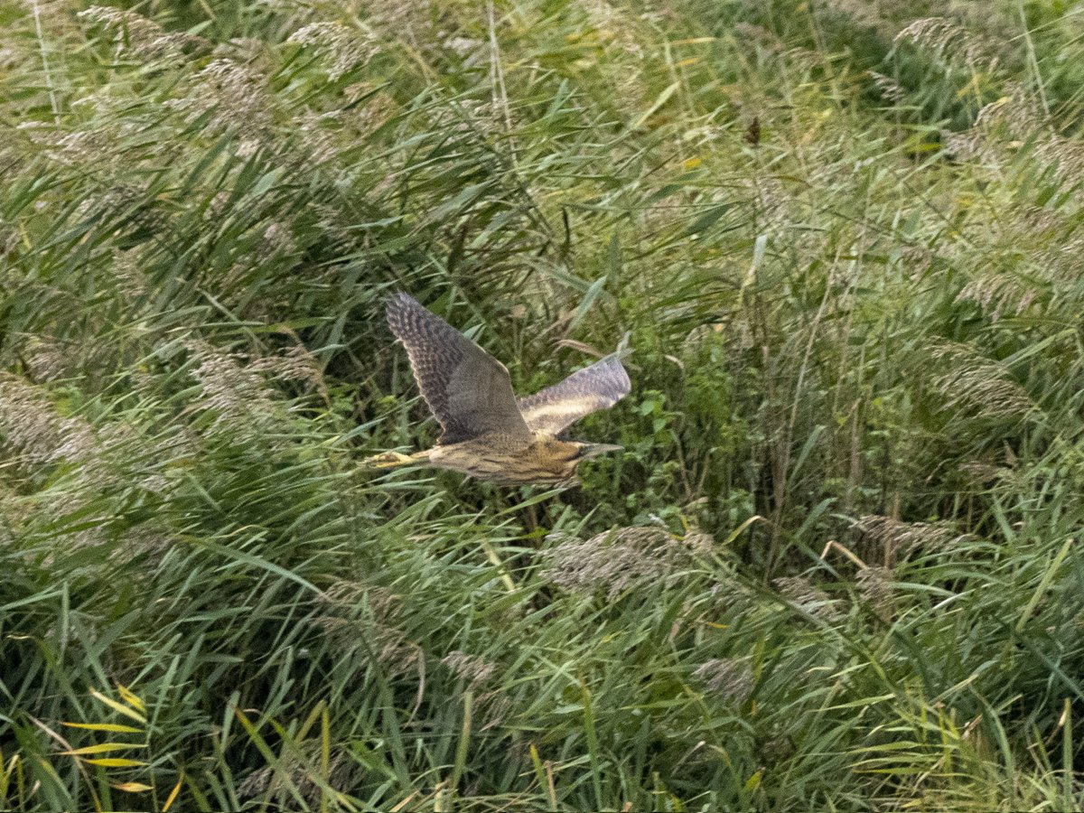 Excited to see a bittern flying today <a href="/RSPBMinsmere/">RSPB Minsmere 🌍</a>