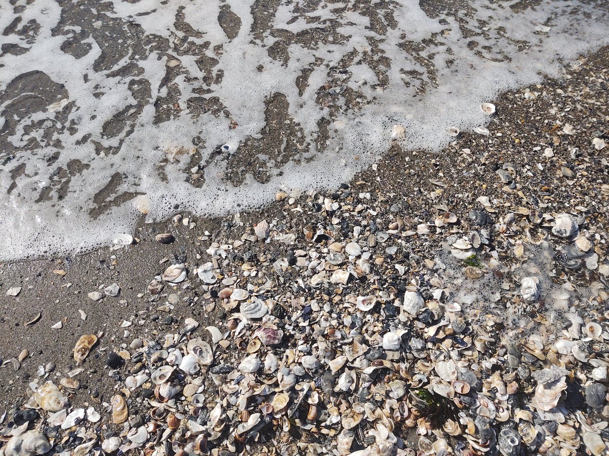 metaphoralaura's tweet photo. A beautiful day at the beach. Soaking up the sun. These days are precious.
#FallInConnecticut #BeachHairDontCare
#LongIslandSound https://t.co/WBDFOnRcCR