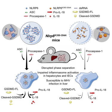 CellCellPress's tweet photo. Now online! dsRNA induces phase separation of NLRP6 for inflammasome activation
#phaseseperation
https://t.co/gSUjpMNTCM https://t.co/cD1dj87oP5