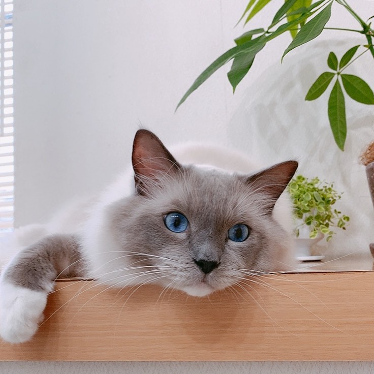 HepperOfficial's tweet photo. Catspiration Thursday 💚 photo via @ragdoll_favorite
#hepper
#ragdoll
#RagdollCats https://t.co/0tGh5YsshZ