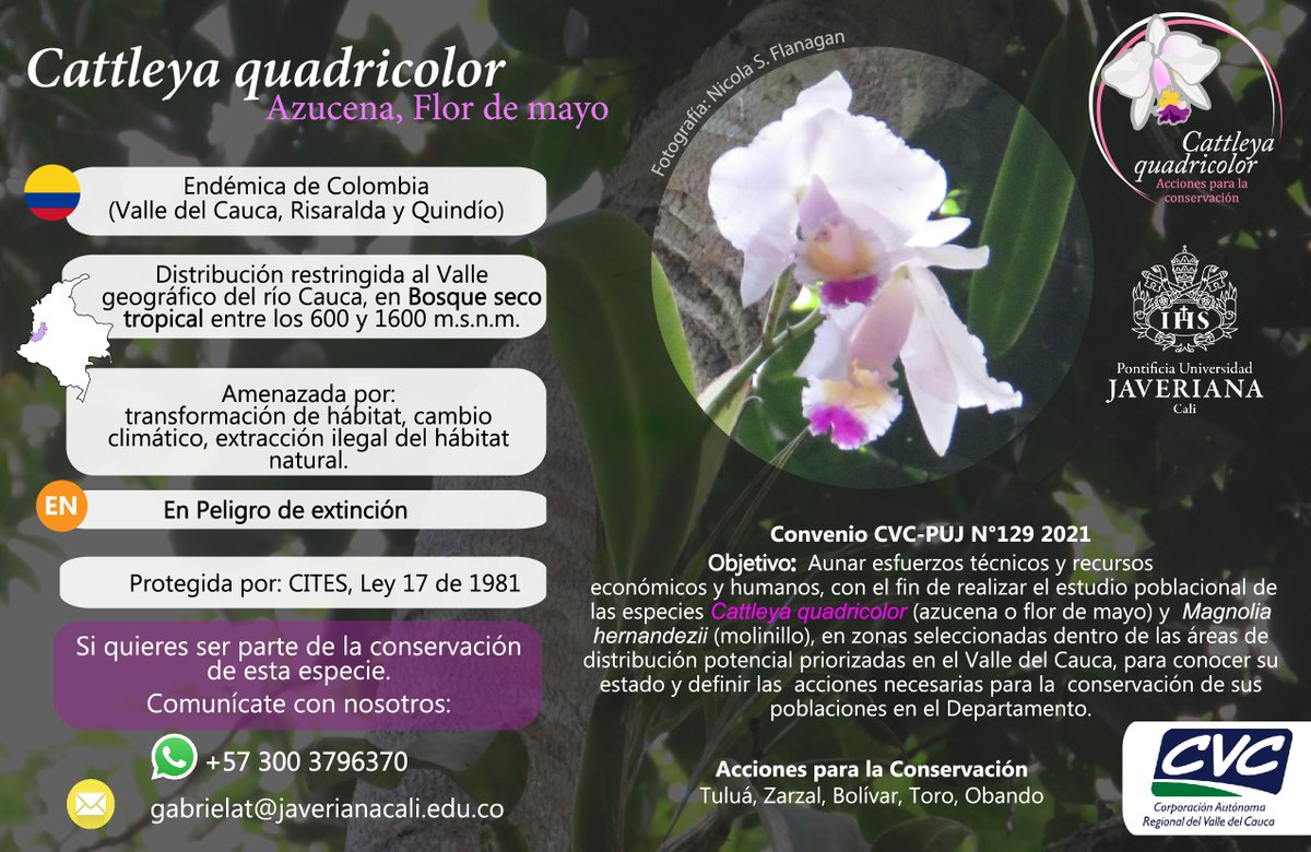 ns_flanagan's tweet photo. La participación de las comunidades locales es esencial para lograr la conservación de especies amenazadas como la #orquidea Cattleya quadricolor. Les invitamos a contactarnos para conocer más sobre este proyecto en conjunto con @CvcAmbiental. https://t.co/hR7tLGuqVI