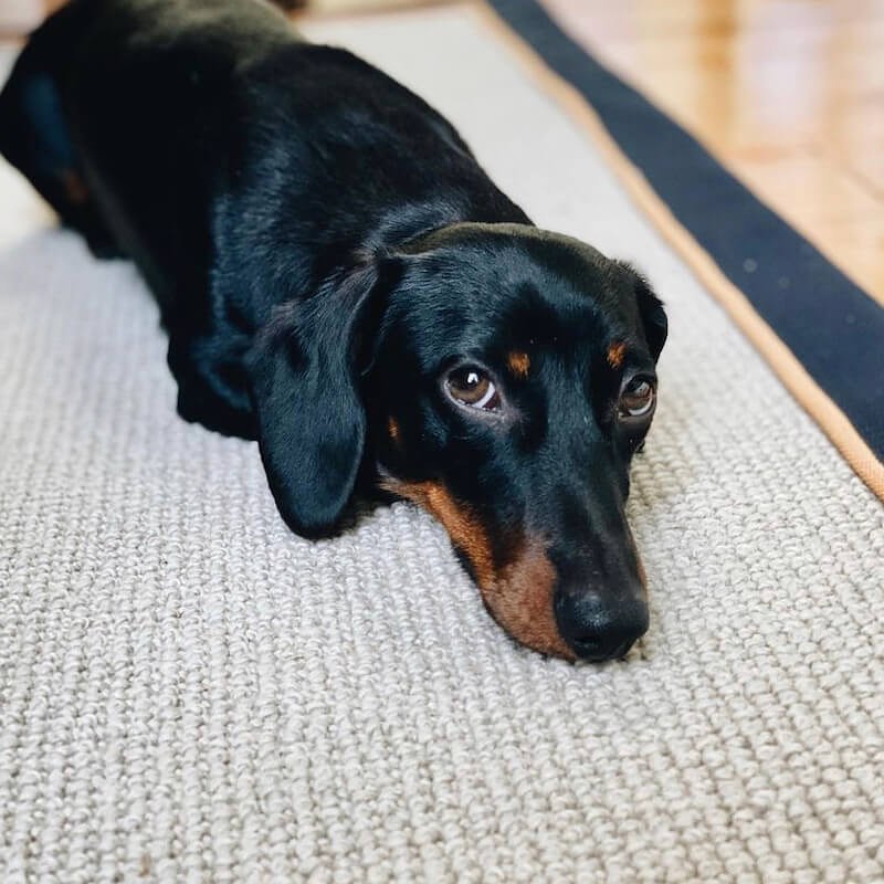 This little chap has found his comfy spot on the carpet.

At Carpet Giant we’ve got your furry friends covered with our comfy and stylish range of pet-friendly flooring to make sure no one's left unsatisfied.

thecarpetgiant.co.uk

📸: alternativeflooring
