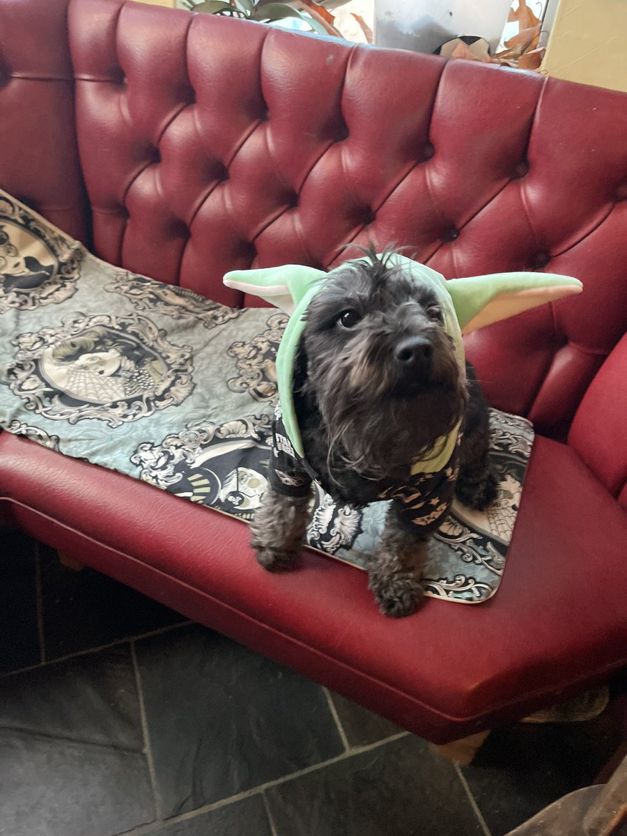 The Great Tree tweet media