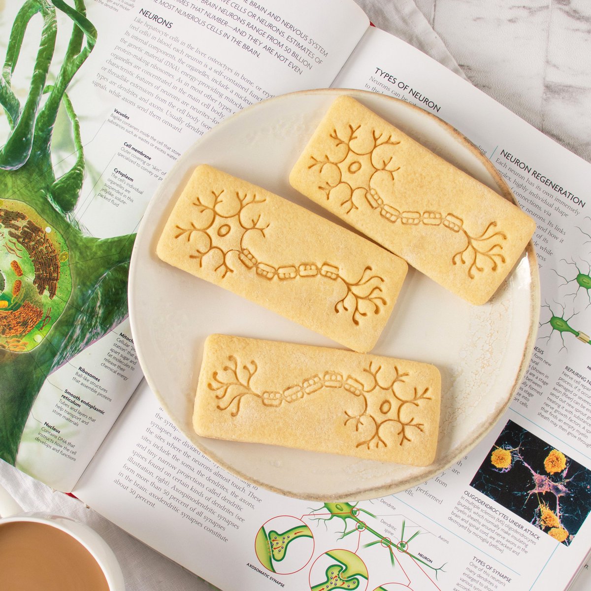 Bakerlogy's tweet photo. Send and receive tasty nerve impulse signals with our neuron cookie cutter!⚡️
.
.
.
#neuron #neurons #nervecell #neurology #neurologist #centralnervoussystem #neurone #neuroscience #neurosciences #neuroscienceresearch #medicalstudent #medicalcookies #medicalstudentslife https://t.co/kwBjwgNVUE