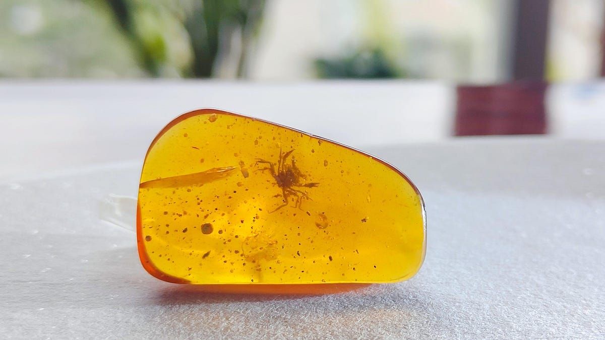 maximaxoo's tweet photo. #History #Science: #TinyCrab trapped in #amber is a 100-million-year-old stunner — the crab’s antennae, large eyes, and fine hairs are all clearly visible
👁 https://t.co/3QDAqdGusb via @Gizmodo https://t.co/JwaUqT4FgQ