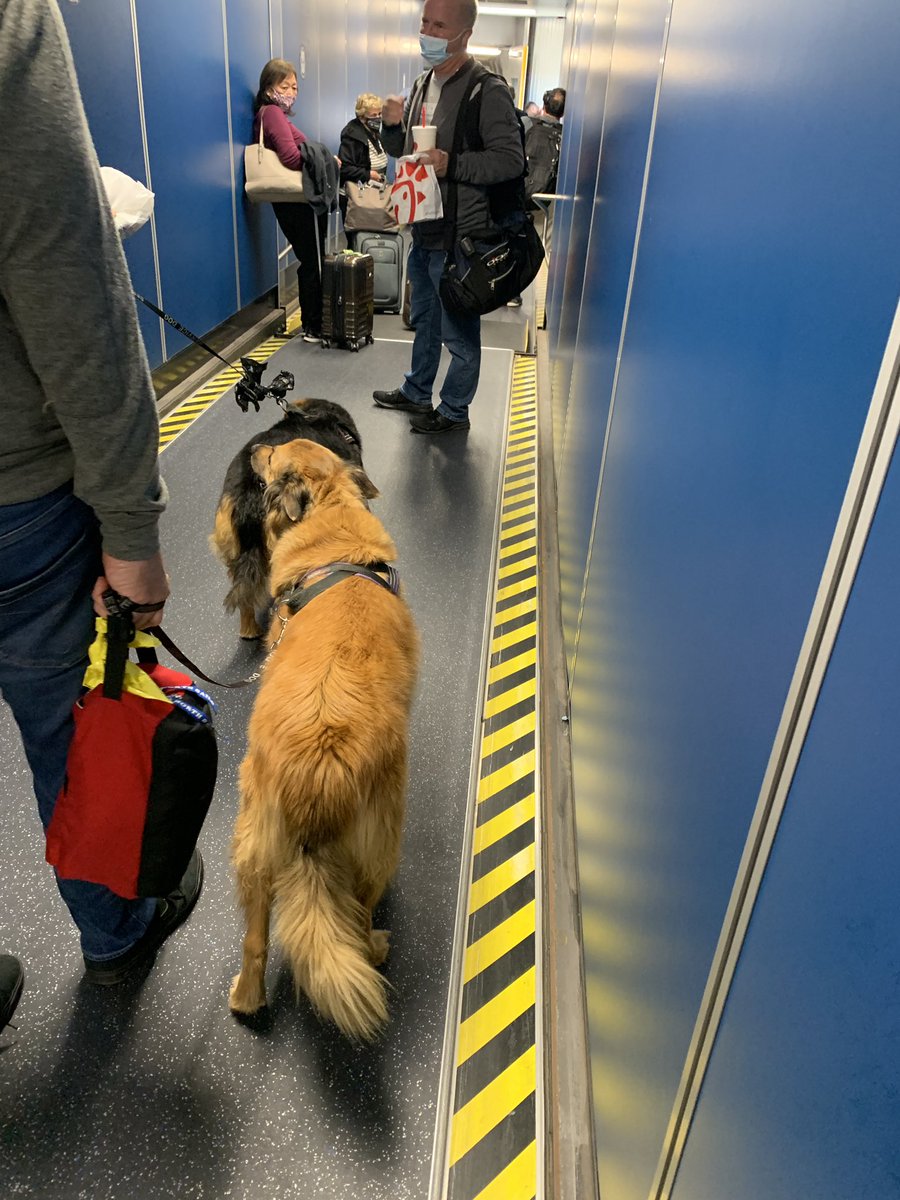 mommayoung's tweet photo. @united dogs don’t belong on airplanes. Some people are highly allergic! Might need an epi~pen on this flight. Legit service dogs are understandable. https://t.co/GCrZe8gtzF
