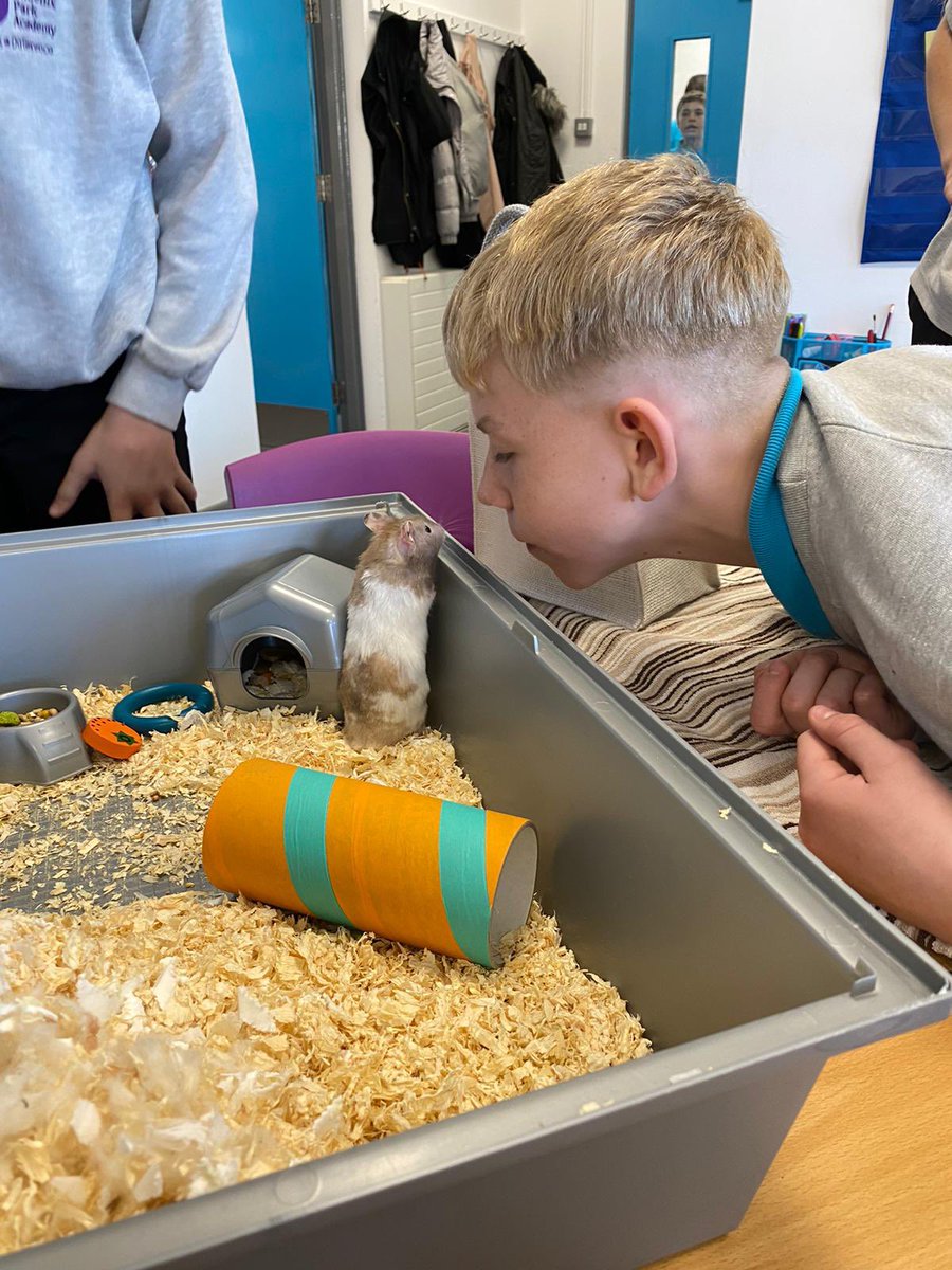 PhoenixHousePRU's tweet photo. #HamsterFun in KS3 today! The pupils loved spending time with Miss Young’s hamster and were extremely careful and respectful. Well done! #ThisisAP #PPAvalues #ThisisAP https://t.co/xCYOSk554d