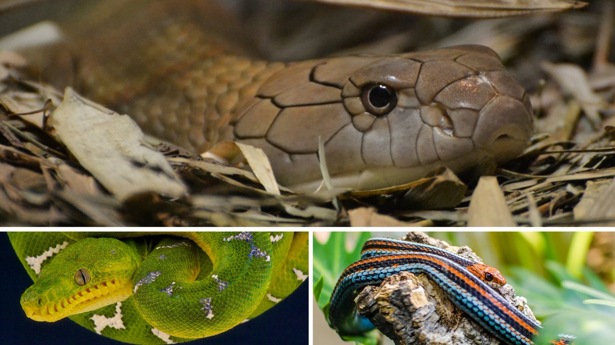 Today is #ReptileAwarenessDay! 🐍🐢🦎🐊

Learn about snakes & the many other amazing reptiles that share our world. Give a reptile fact to a friend & raise awareness of the threats they face! 

Learn more about why snakes are important: 
savethesnakes.org/why-snakes