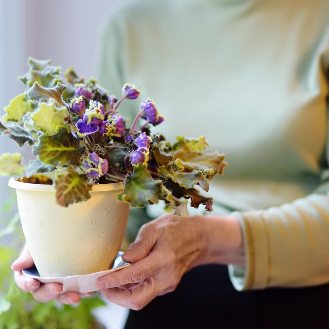 OrchardOfKyle's tweet photo. Bring the outdoors inside! Do you have a favorite indoor plant?

#OrchardParkofKyle #Kyle #AssistedLivingFacility #AssistedLiving #MemoryCare #DementiaCare #AlzheimersCare #SeniorLiving #RetirementCommunities https://t.co/p3AjB0JggC