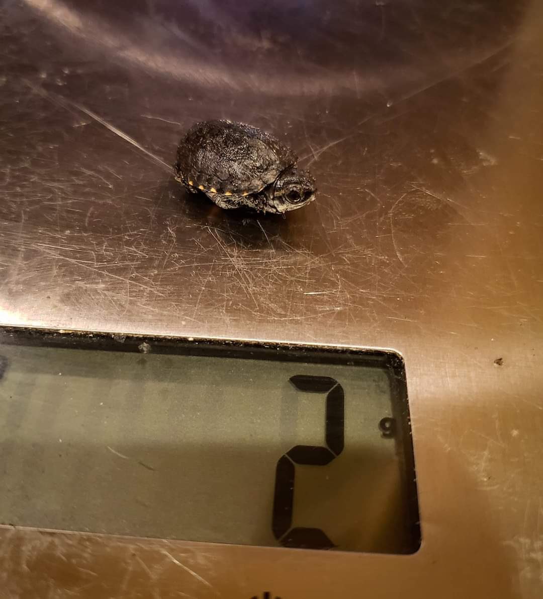 zeldalune's tweet photo. Buenos días razaaaa, les dejó esta tortuguita que pesa 2 gramitos para que su día vaya de maravilla ✨ https://t.co/Q7m4gtM29J